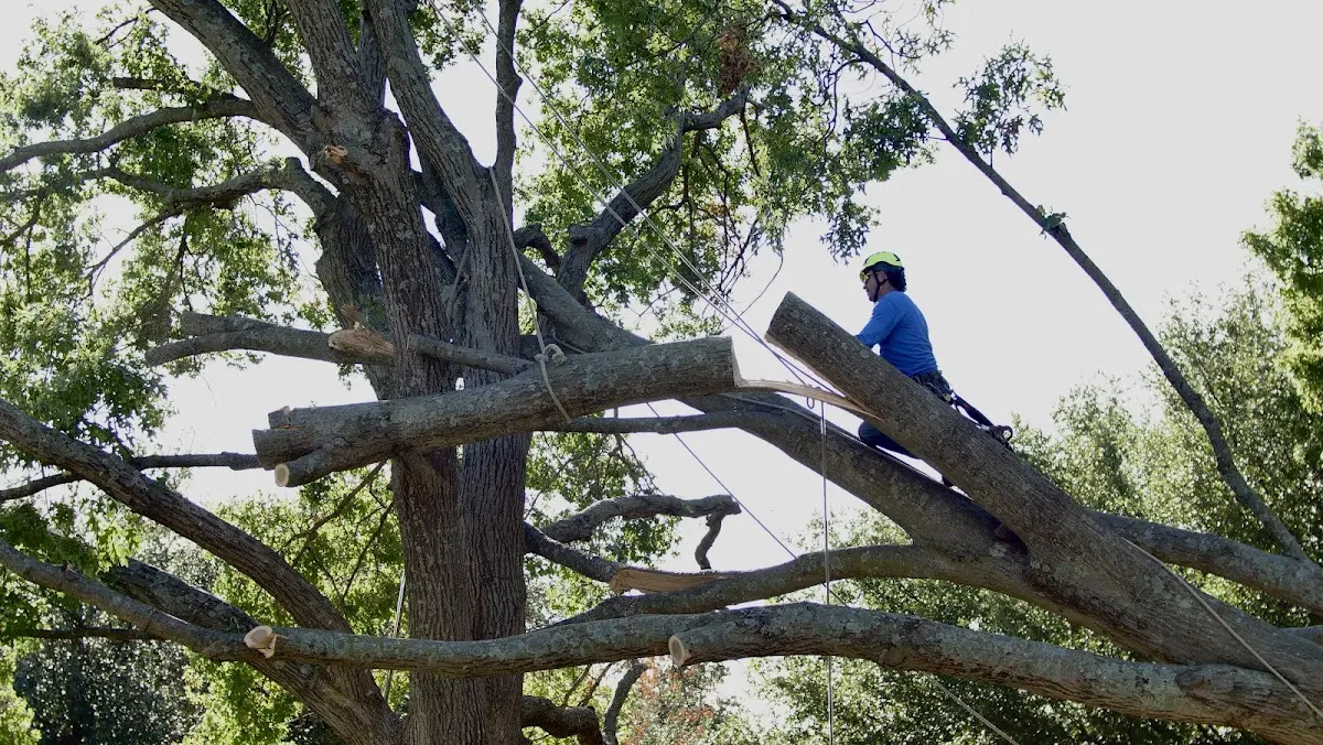 Professional Hazardous Tree Removal performed by certified arborists in Cushing