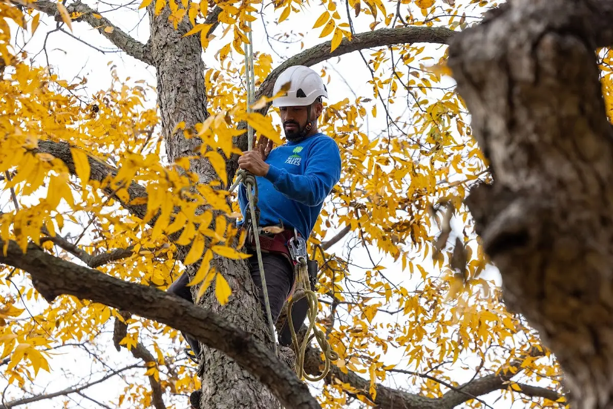 Skilled Dead Tree Removal crew working in Cushing